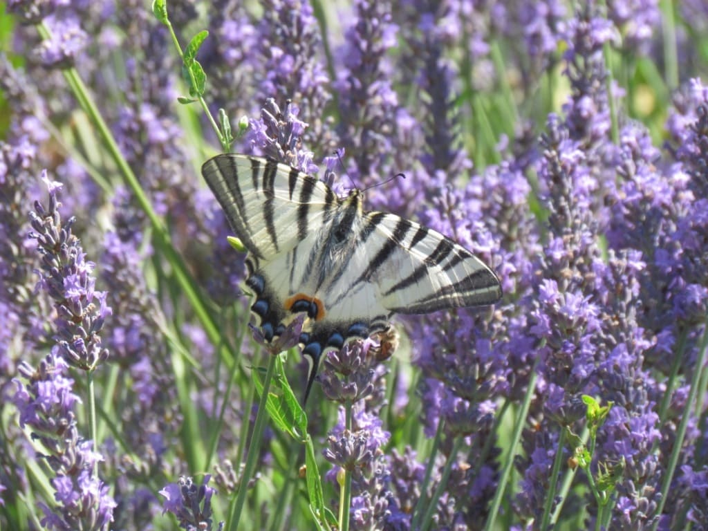 Lavandes du jardin