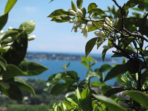 fleurs oranger et golfe img 0838